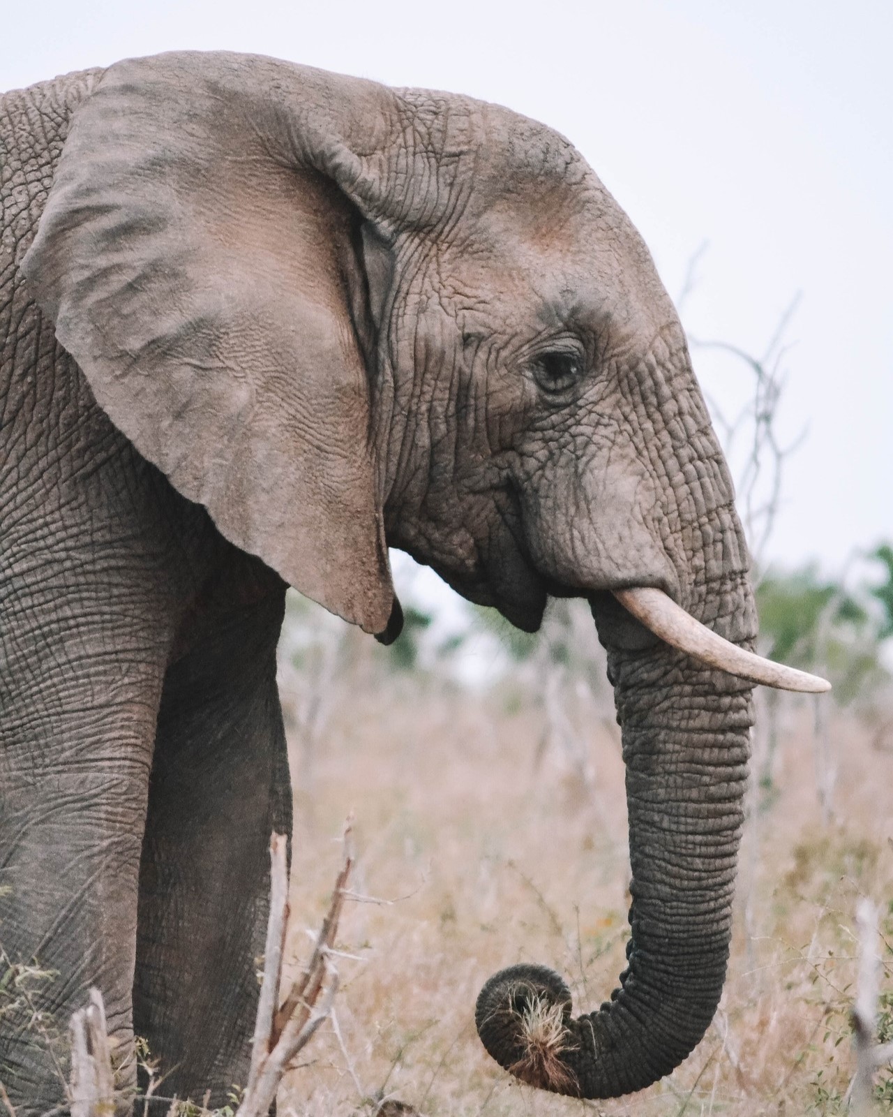 elephant-6723451_1920