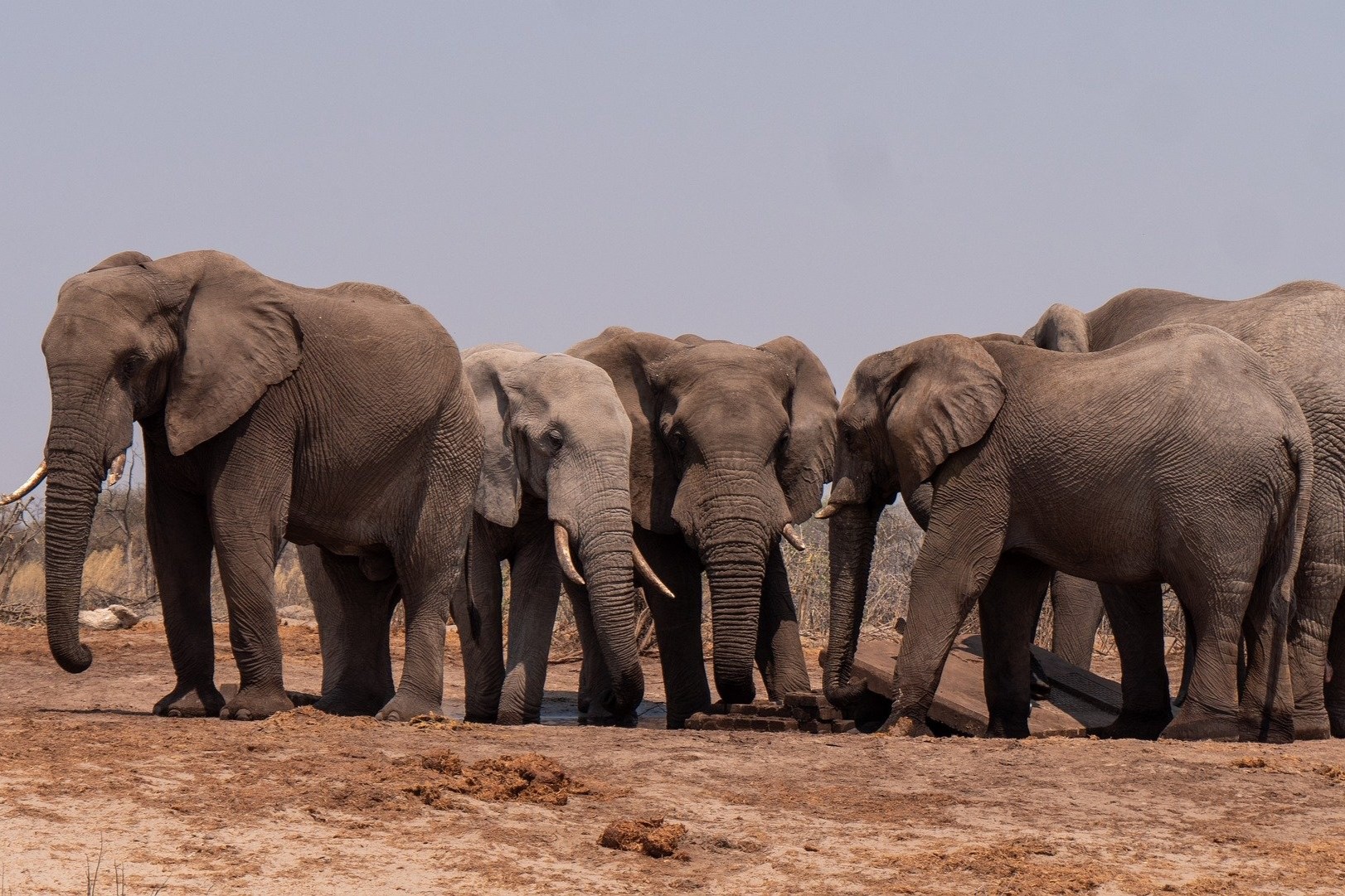 elephant-8359382_1920