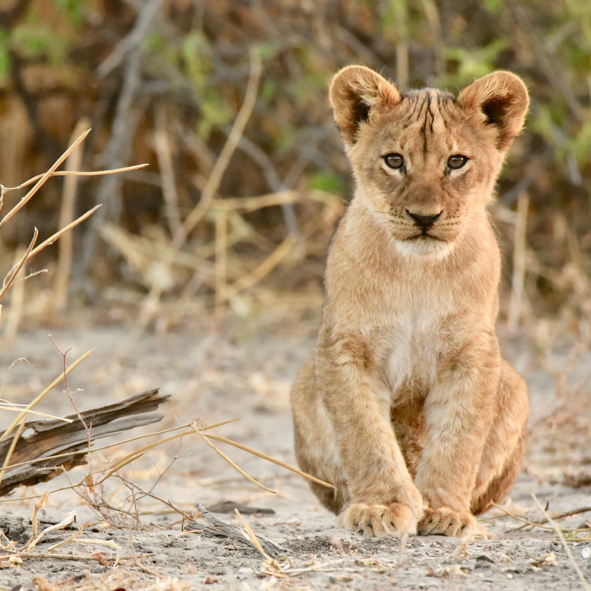 lion-4268869_1920