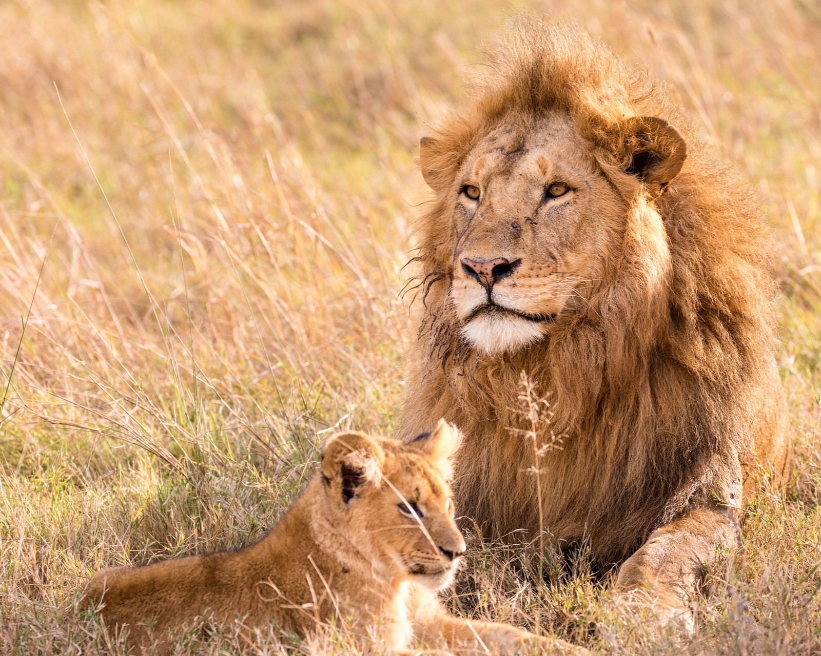 lion-5799523_1920