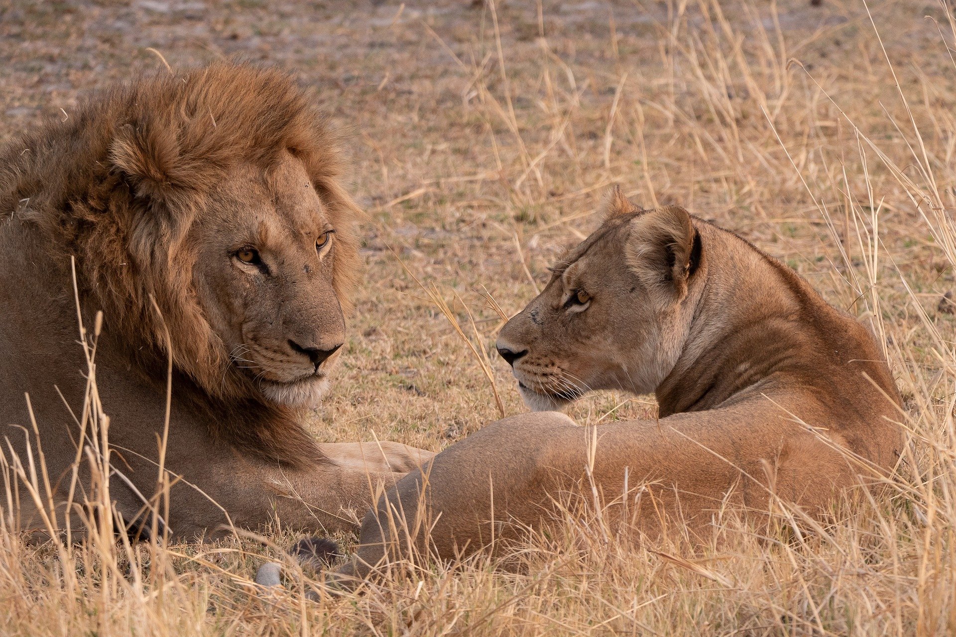 lion-8225638_1920 (1)